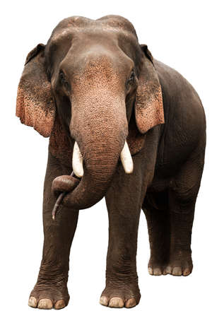 elephant asia in isolatedの写真素材