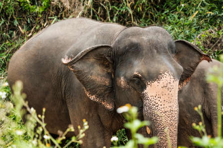 Elephant asia in forestの写真素材