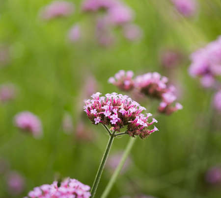 Verbena color purple flower and copy spaceの写真素材