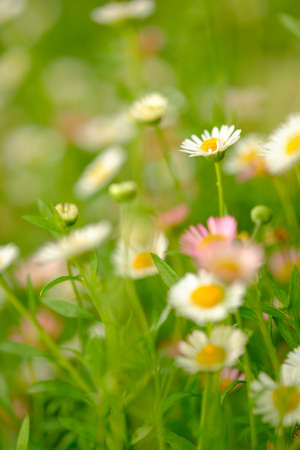 Chamomile growing in garden,small is flower and blur backgroundの写真素材