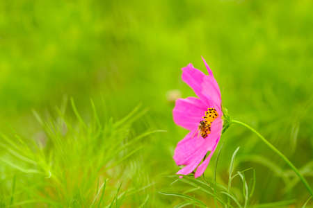 Honey bee pollinate on pink flowerの写真素材
