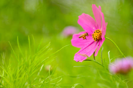 Honey bee pollinate on pink flowerの写真素材