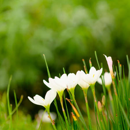 white zephyrlily and blur backgroundの写真素材