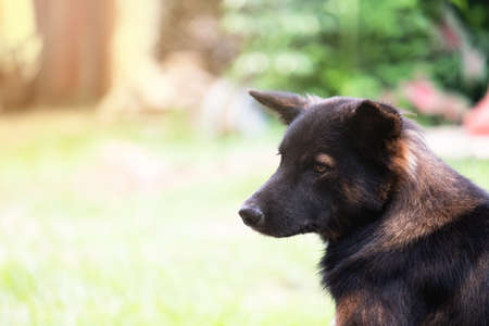 Dog and copy spaceの写真素材
