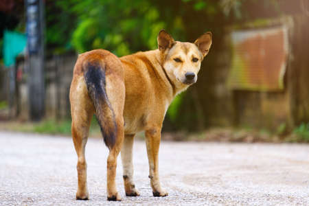 Dog brown color,Look ahead and standingの写真素材