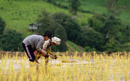 THAILAND - August 7, 2018 : Farmers are planting rice in the farm with copy space, working in mountainsのeditorial素材