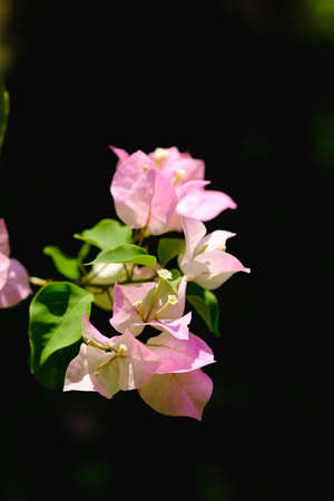 Pink bougainvillea flowersの写真素材
