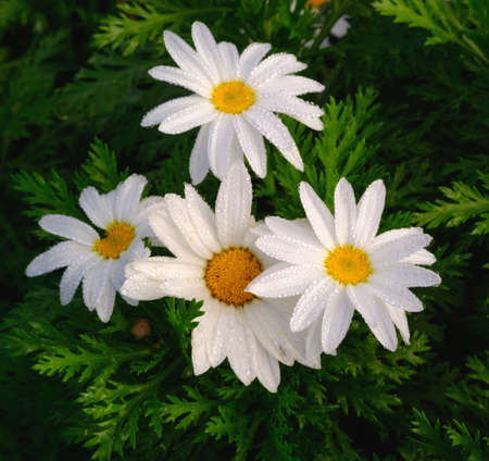 Chamomile white color,With dew on the flowerの写真素材