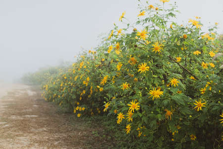 Bush and morning mist,Yellow flower and spaceの写真素材