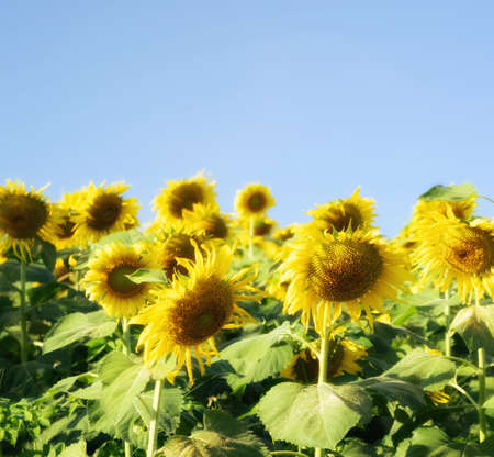 Sun flower blooming in the garden and copy spaceの写真素材