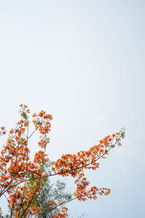 Orange flowers bloom on the tree and copy spacの写真素材