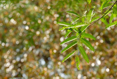 Abstract blurred of nature,Tamarind leaves