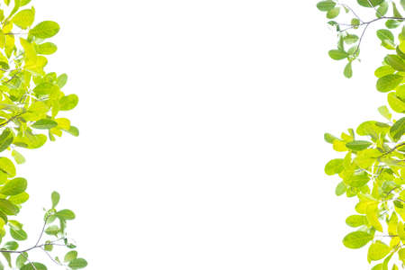 Green leaf on white background with copy space,Plants in Asiaの写真素材