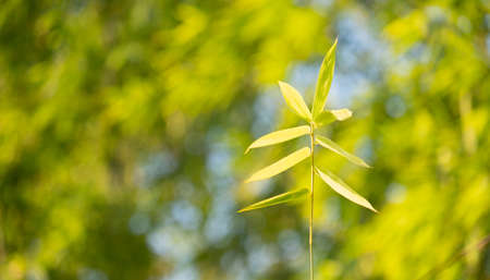 Choose the focus point on the bamboo leaf,The leaves are fresh with copy spaceの写真素材