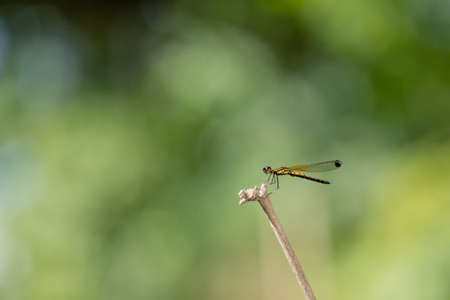 Dragonfly hold on dry branchesand copy space