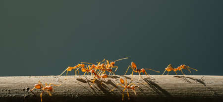 Ants climb on the branches
