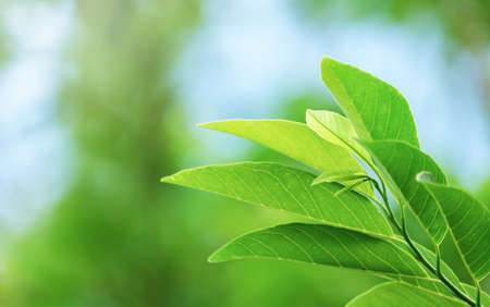 Choose the focus point on the leaf,The leaves are fresh green with copy space