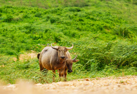 Buffalo standing and chewing grassの写真素材