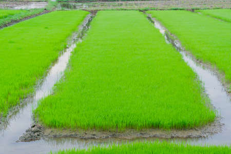 green rice field in farm at countryの写真素材