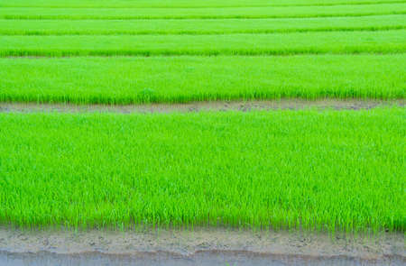 green rice field in farm at countryの写真素材