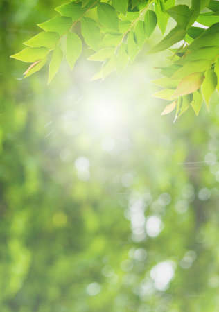 Choose the focus point on the leaf,The leaves are fresh green with copy spaceの写真素材