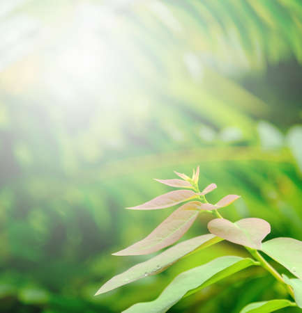 Choose the focus point on the leaf,The leaves are fresh green with copy spaceの写真素材