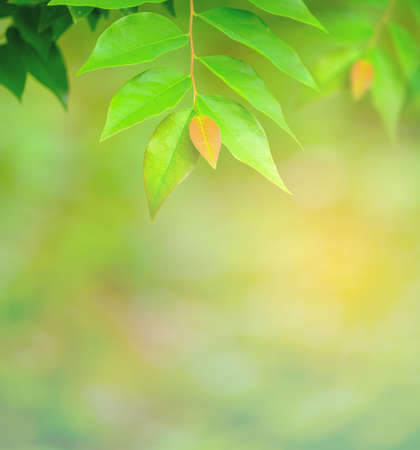 Choose the focus point on the leaf,The leaves are fresh green with copy spaceの写真素材