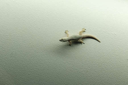 Lizard hold on wall at homeの写真素材