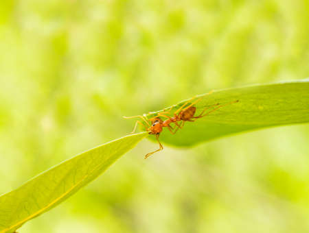 Ants use the mouth to bite the leaves to make a bridgeの写真素材