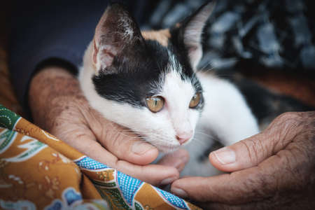 Cat lying on lap,kitten of asianの写真素材