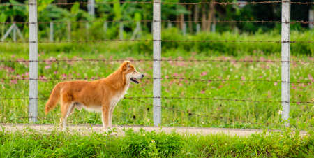 Brown male dog is standing, looking to the right copy space