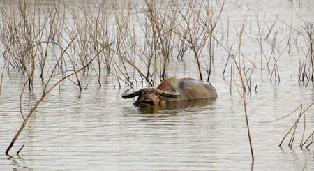 Buffalo quenching heat with water immersionの写真素材