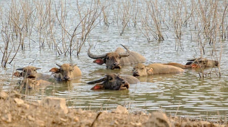 Buffalo quenching heat with water immersionの写真素材