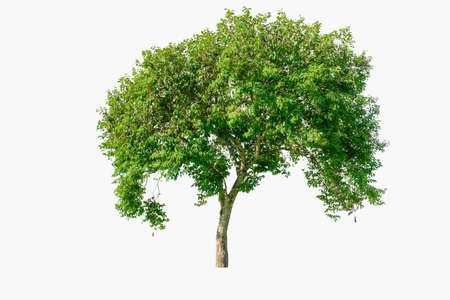 Tree in white background with clipping pathの写真素材
