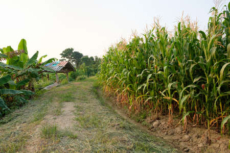 Corn is not fully grown in farm,Maize field at country sideの写真素材