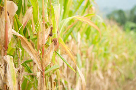 Corn is not fully grown in farm,Maize do not use chemicals in growing,leaf fresh and dryの写真素材