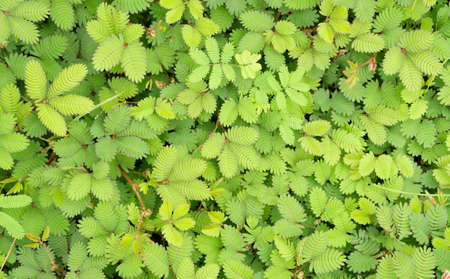 Weed refreshing in the morning,Green color of leaf and Top view,Useless plantsの写真素材
