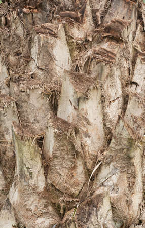 The stalks of palm trees are brownの写真素材