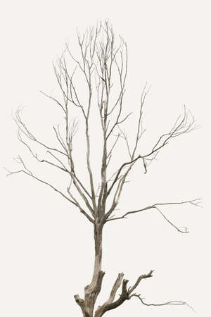 The tree is dry and without leaves in white background ,Clipping path,No life treeの写真素材