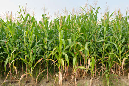 Corn is not fully grown in farm,Maize field at country sideの写真素材