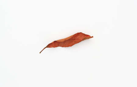Dry leaves on a white sceneの写真素材