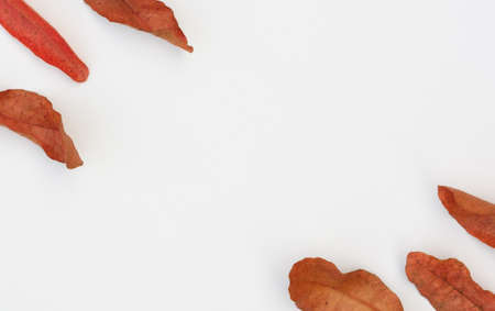 Dry leaves on a white scene,Autumn concept and copy spaceの写真素材