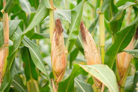 Corn is not fully grown in farm,Maize do not use chemicals in growing,leaf fresh and dryの写真素材