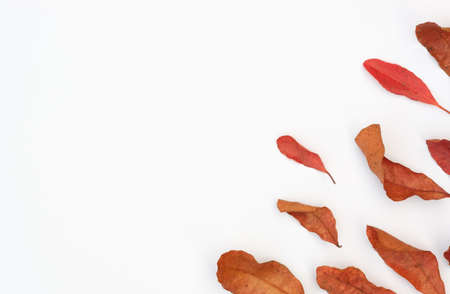 Dry leaves on a white scene,Autumn concept and copy spaceの写真素材