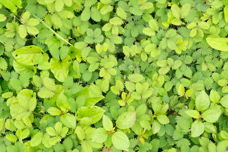 Weed refreshing in the morning,Green color of leaf and Top view,Useless plantsの写真素材
