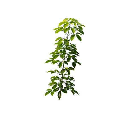 Green leaves on branches,の写真素材