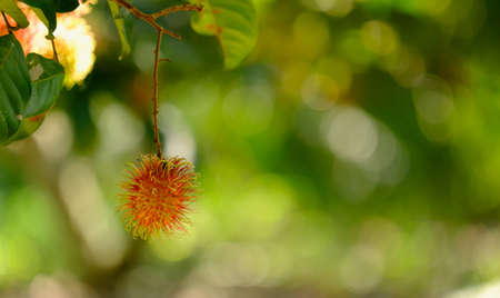 Rambutan in tree and copy space.Fruit red color