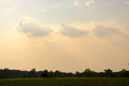 Light beam and clouds in sky ,Hut on rice field with copy spaceの写真素材