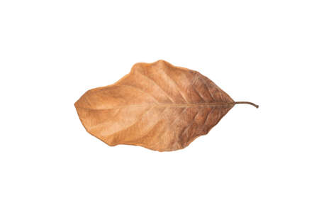 Dry leaf in isolated, Brown colorの写真素材