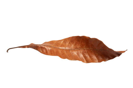 Dry leaf in isolated, Brown colorの写真素材